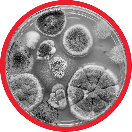 What is Mold?